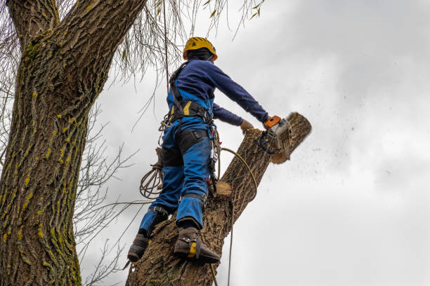 How Our Tree Care Process Works  in  Flanders, NY