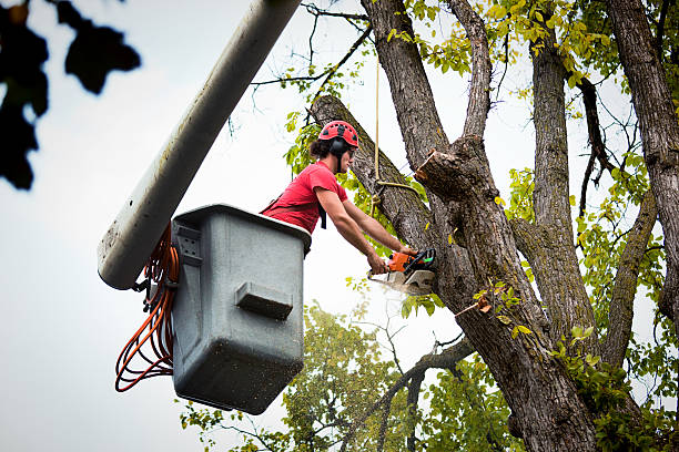 Reliable Flanders, NY Tree Care Services Solutions